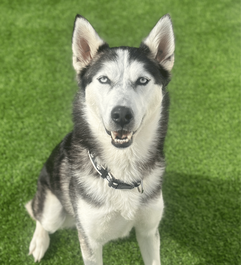 A black and white Husky, 42 lbs, 2 yrs old, sitting for the camera.